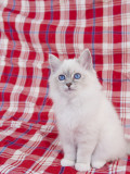 Birman