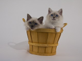 Birman