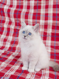Birman