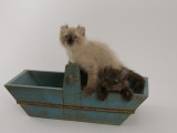 American Curl