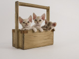 Devon Rex