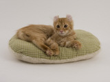 American Curl