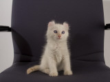 American Curl