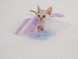 Devon Rex
