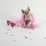 Devon Rex