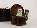 American Curl