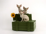 Devon Rex