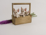 Devon Rex