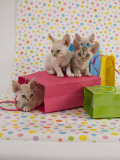 Devon Rex