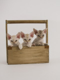 Devon Rex