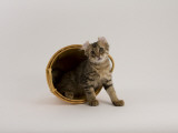 American Curl