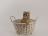 American Curl