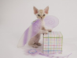 Devon Rex