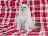Birman