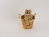 American Curl