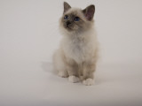 Birman