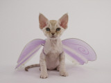 Devon Rex