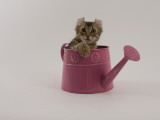 American Curl