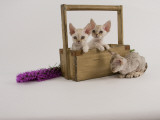 Devon Rex