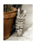 Minou