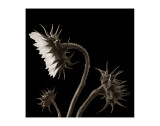 Three Sunflowers