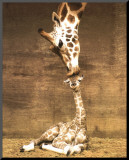 Giraffe  First Kiss