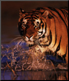Excellence: Bengal Tiger