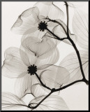 Dogwood Blossoms