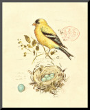 Gilded Songbird II