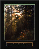 Attitude: Forest Light
