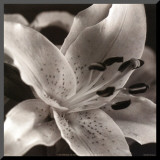 Speckled Lily