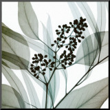 Eucalyptus