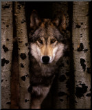 Wisdom: Gray Wolf
