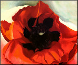Poppy