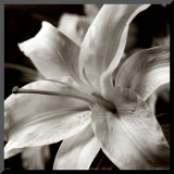 Pure Lily