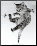 Kitten on a Clothes Line