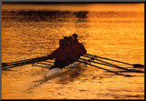 Teamwork: Rowers