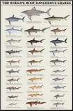 World's Most Dangerous Sharks