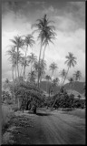 Coconut Grove  Lahaina  1910