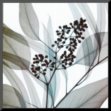Eucalyptus