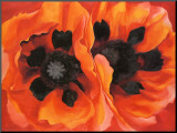 Oriental Poppies  1928