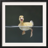 Duckling Swimming on Water Surface  UK