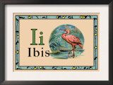 Ibis