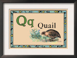 Quail