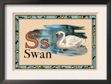 Swan