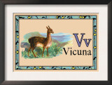 Vicuna