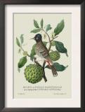 Indian Nightingale