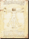 Vitruvian Man  c1492