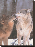 Boreal Interlude  Canada