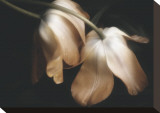 Dew Drops